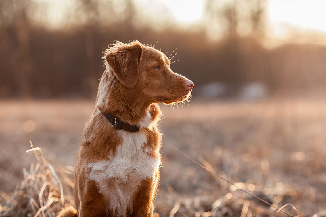 Neues Produkt in der Carnimed-Familie: CarniVital für Hunde und Katzen | Gesund und entspannt