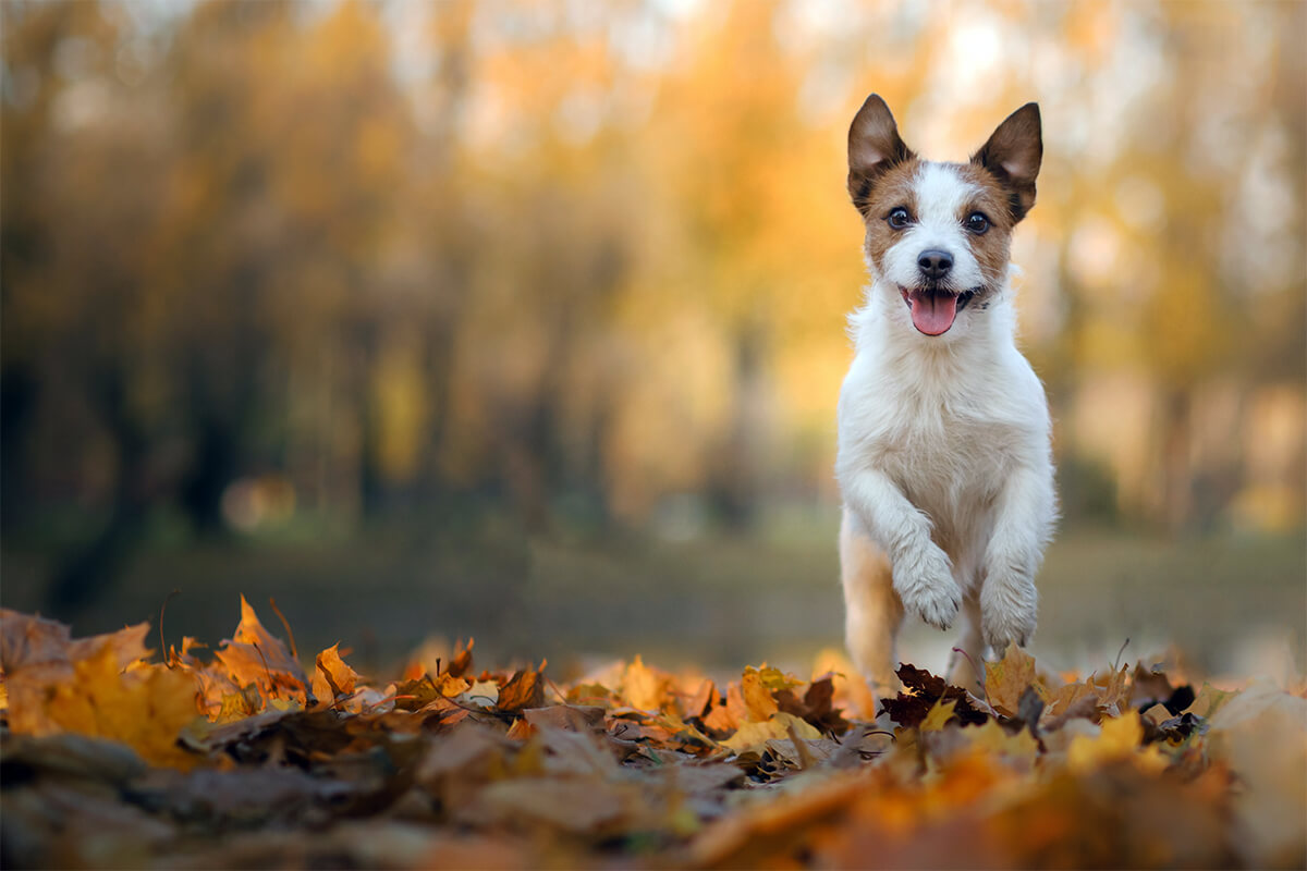 Digest-hund-und-Katze Digest-hund-und-Katze