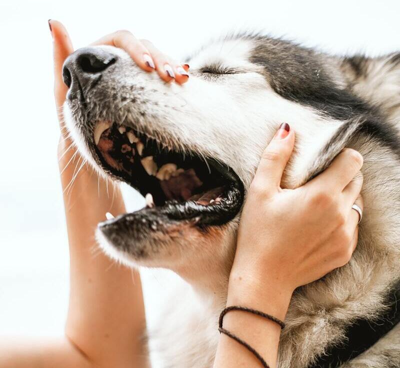 Nahaufnahme Hund mit offenem MundZahnkontrolle