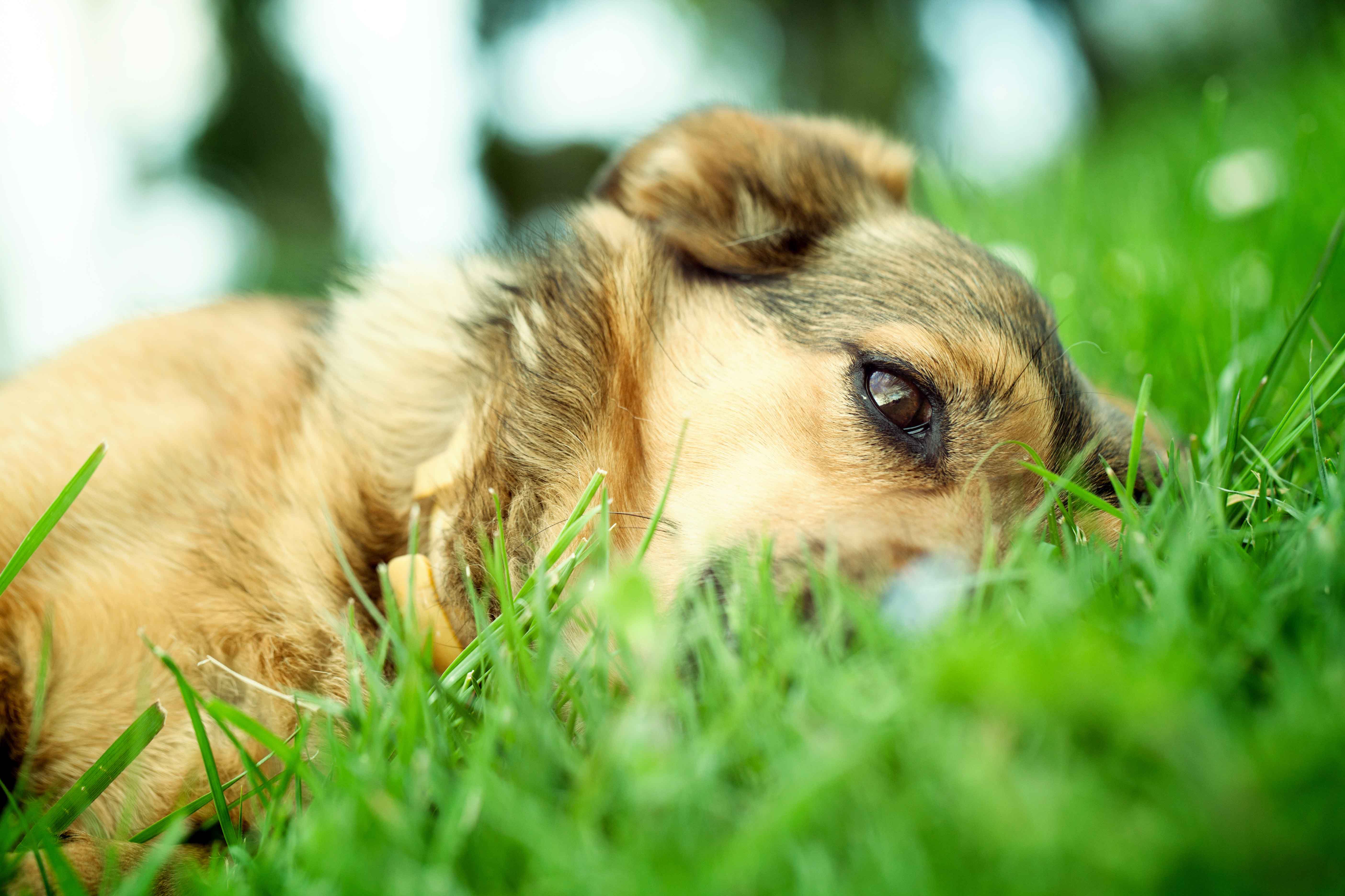 CarniMed - Nierenerkrankungen bei Hunden - Blog Hund liegt auf einer grünen Wiese