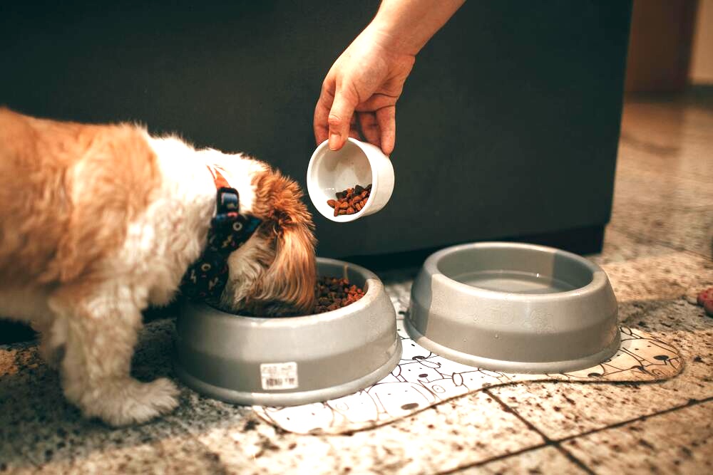 CarniMed_Blog_Hund_Harnsteine_Teil 2_ Fuetterung