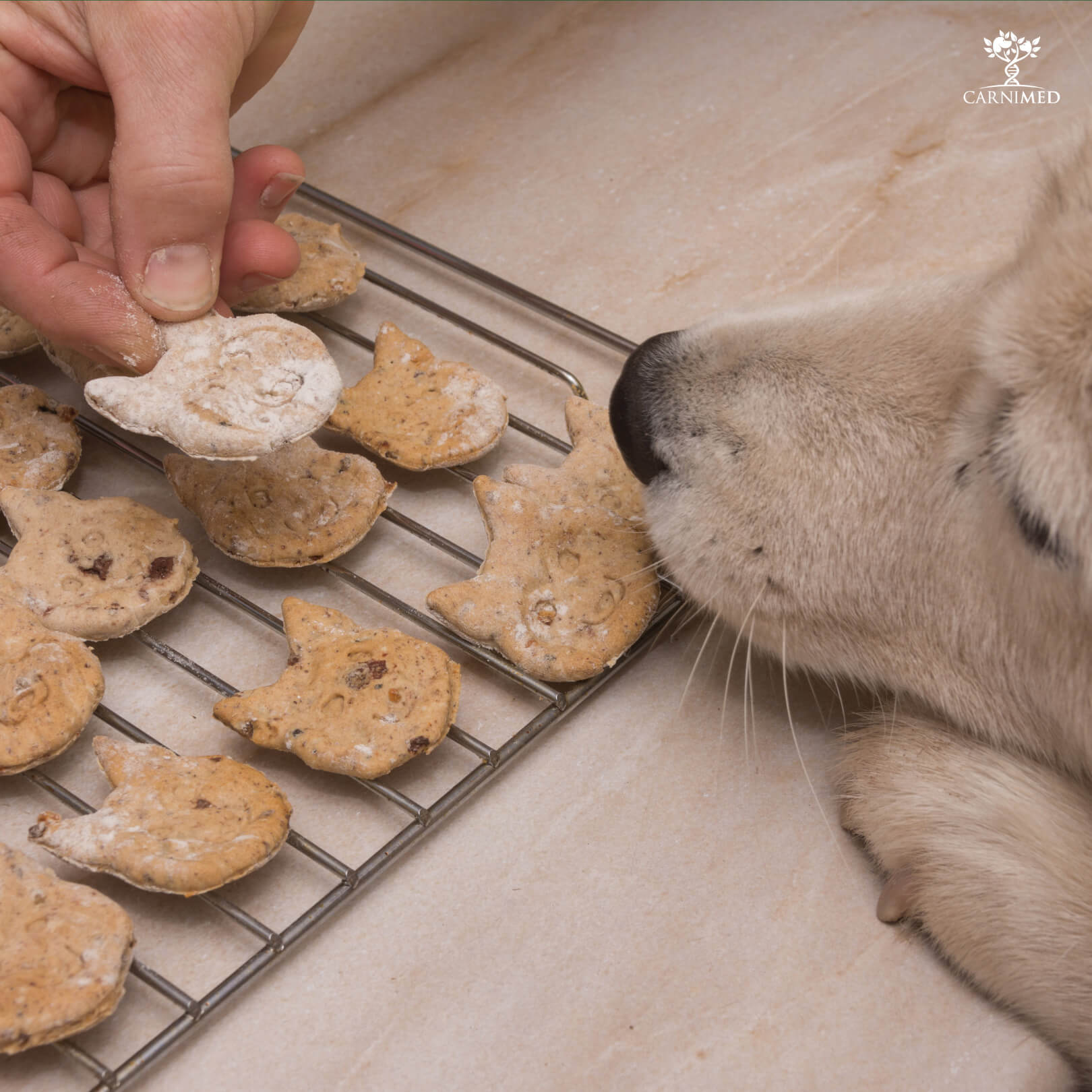 Kuerbis-Thunfisch-Leckerli-Rezept-fuer-Hunde Kuerbis-Thunfisch-Leckerli-Rezept-fuer-Hunde