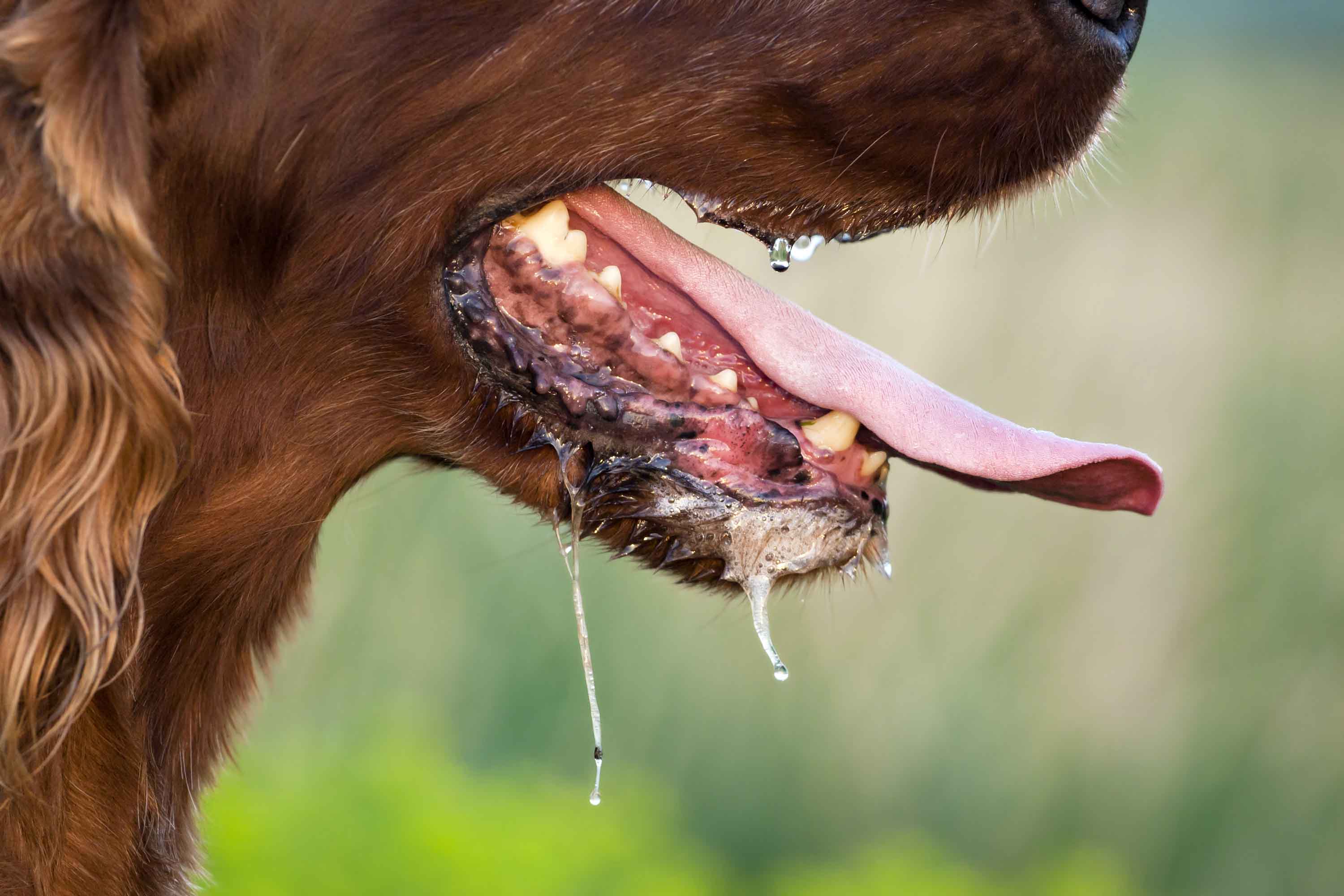 CarniMed_Hund_Maul_Zähne_Speichelbildung Das Maul des Hundes