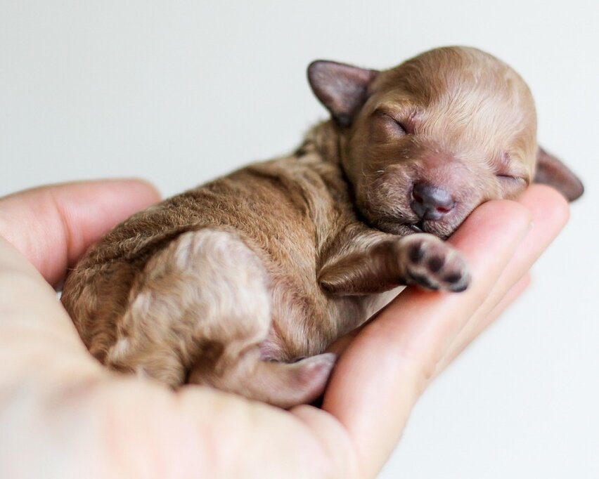 Carnimed_Blog_Welpenentwicklung Carnimed_Blog_Welpenentwicklung