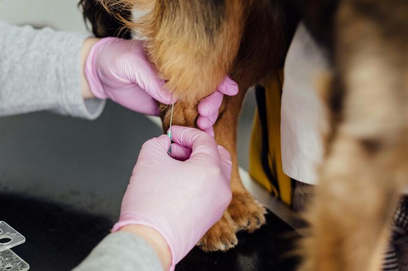 Nahaufnahme Tierarzt setzt eine Nadel bei einem Hund