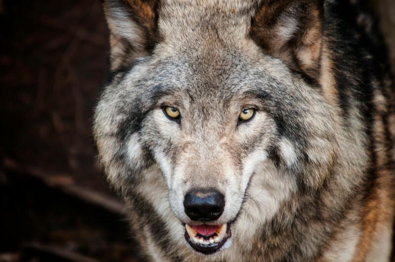 S3-1_Blog_CarniMed_Hund_Barf Wolf S3-1_Blog_CarniMed_Hund_Barf Wolf