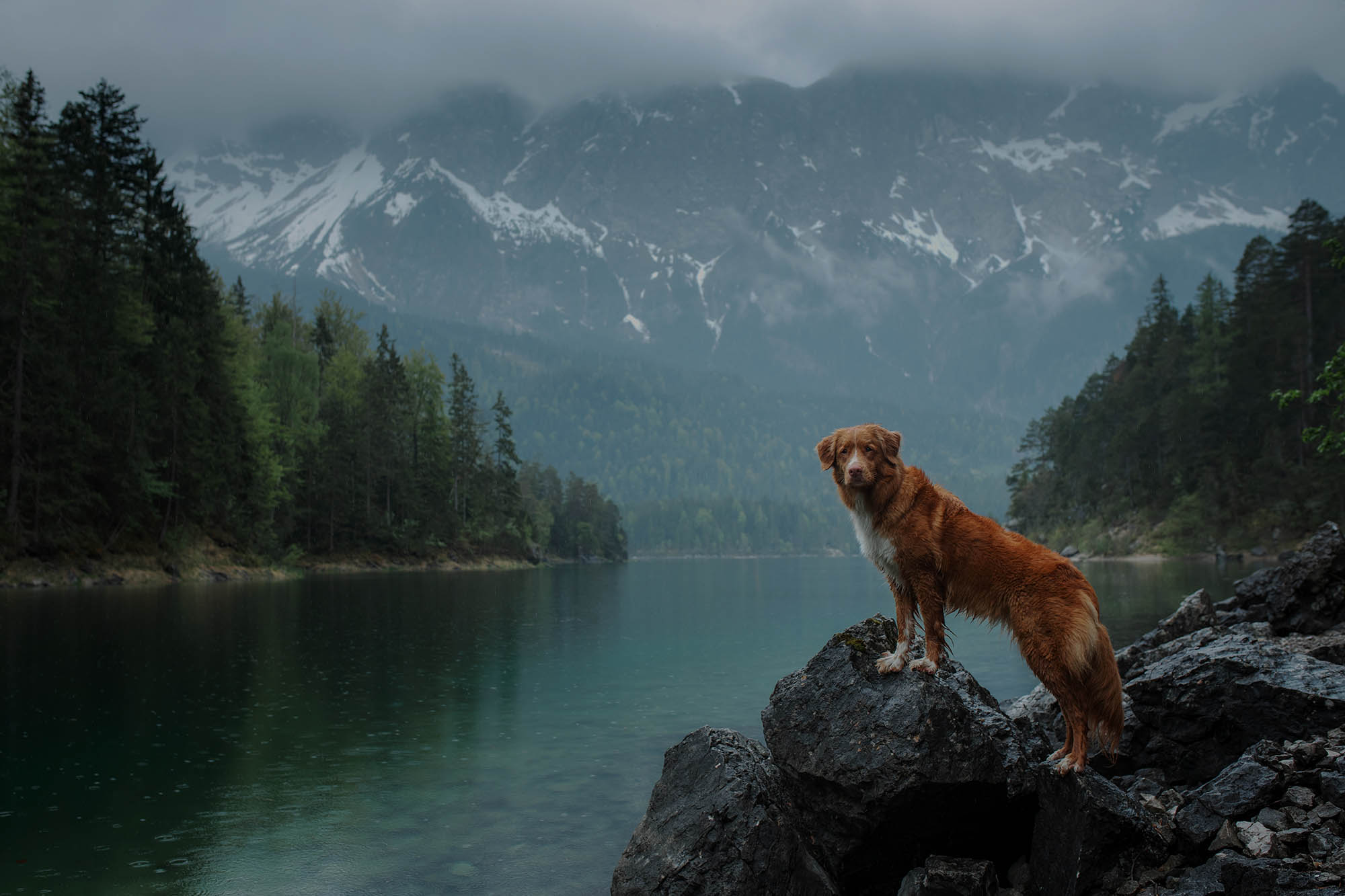 CarniMed_Blog_Hunde_Ratgeber_web CarniMed_Blog_Hunde_Ratgeber_web