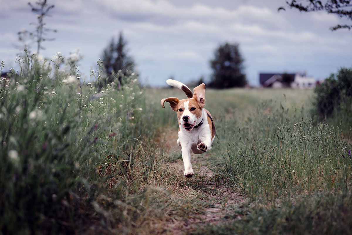 Übergewicht bei Hunden – Therapie und Behandlung