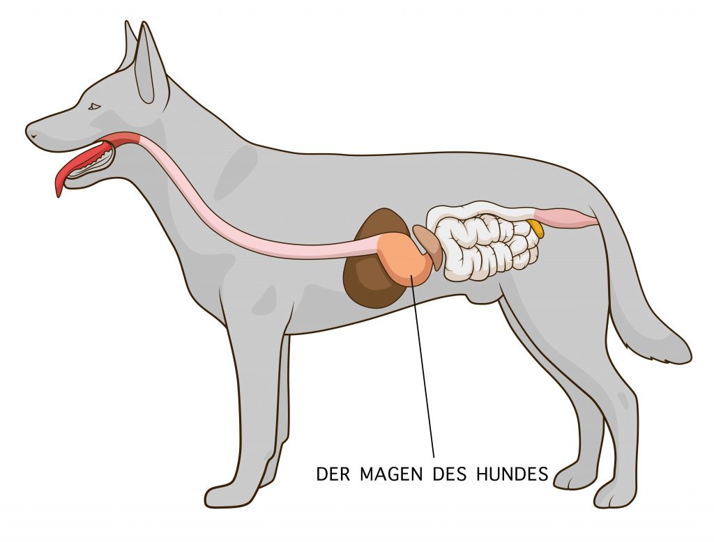 CarniMed - Der Verdauungstrakt des Hundes Grafik: Der Verdauungstrakt des Hundes
