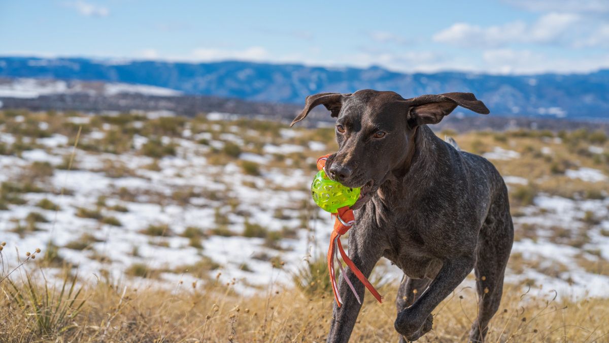 Blog_Hundegluck Blog_Hundegluck