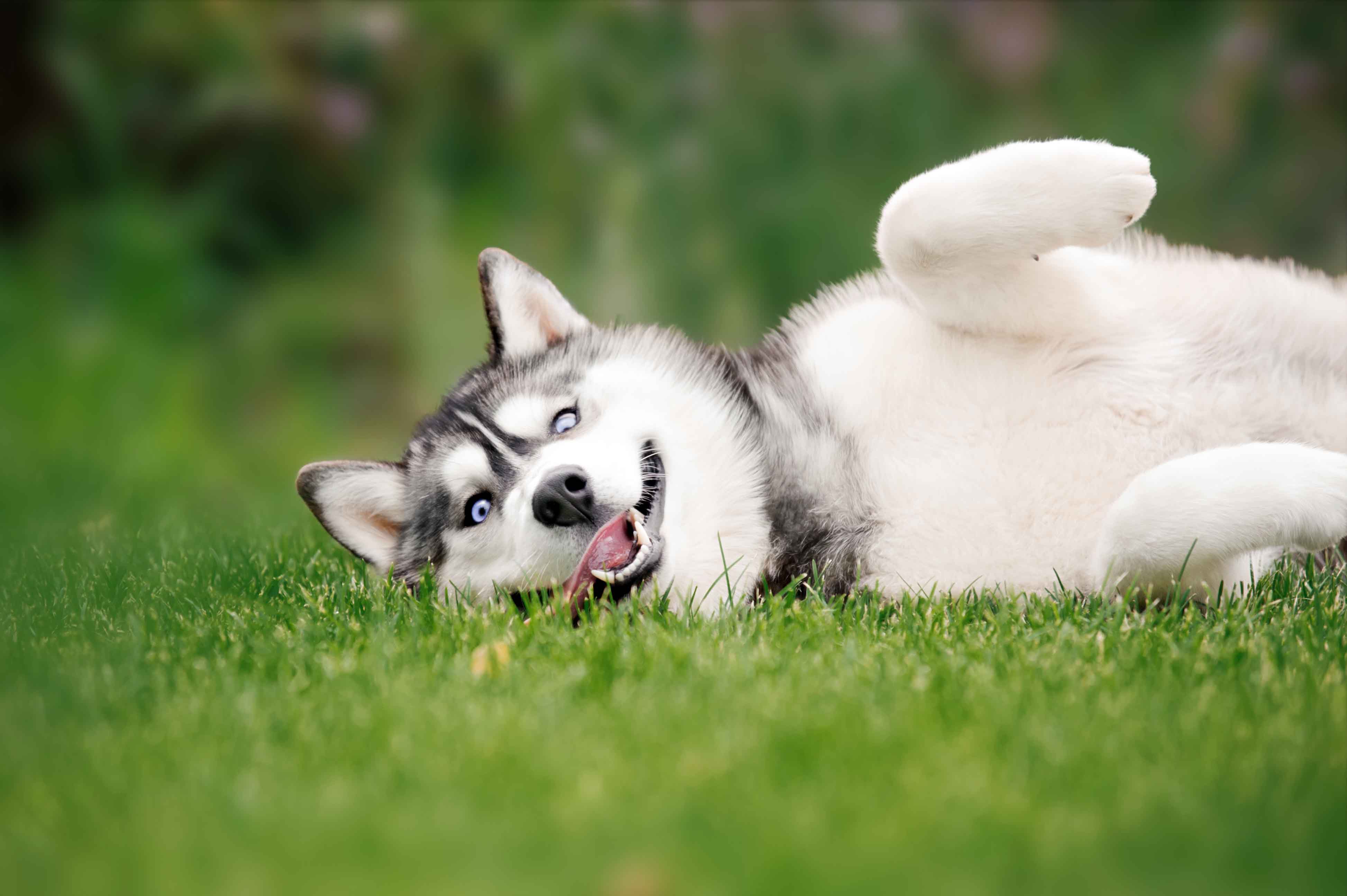 shutterstock_588031928_Husky-liegt-im-Gras_web shutterstock_588031928_Husky-liegt-im-Gras_web
