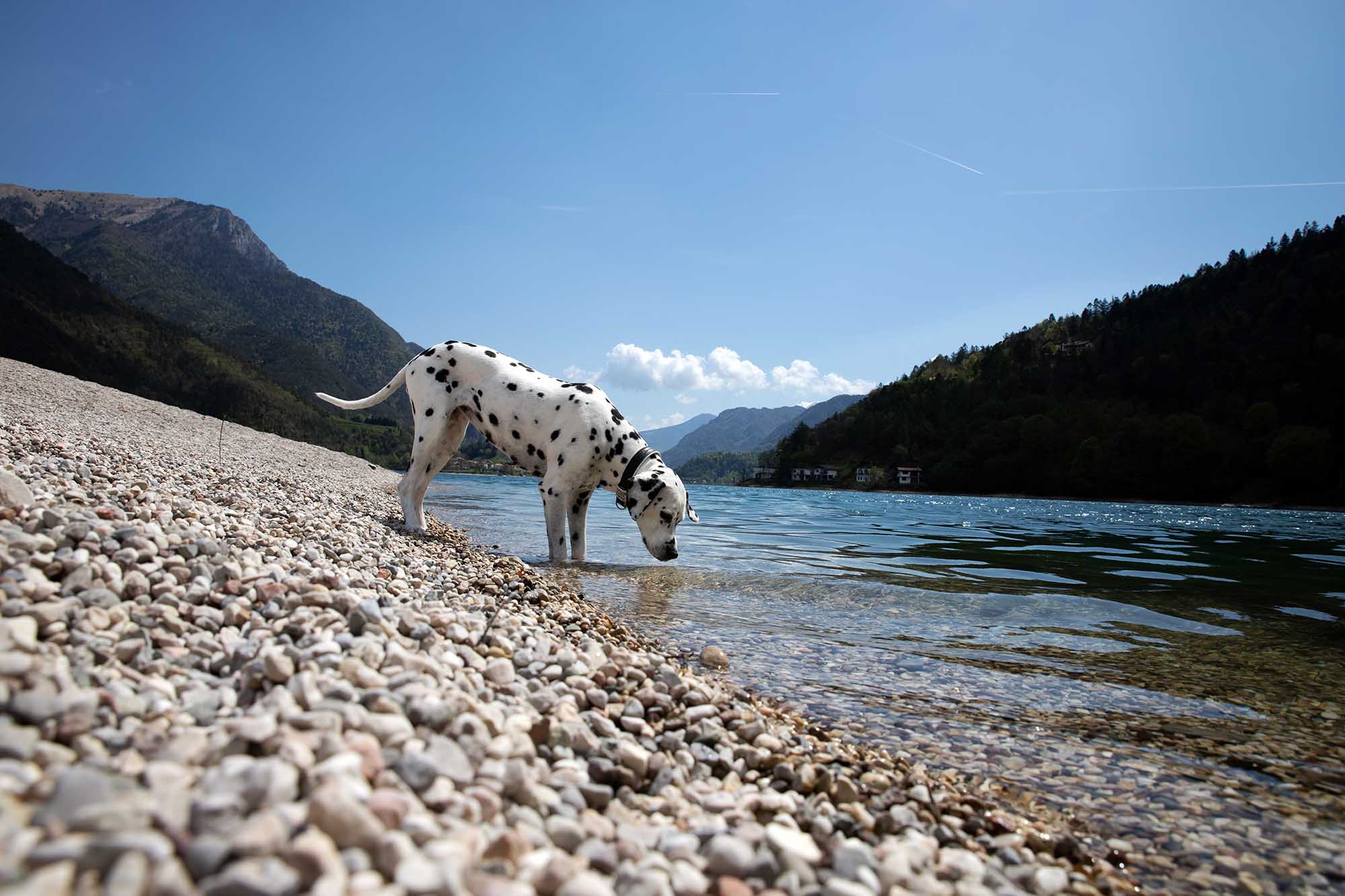 CarniMed_Dalmatiner_Hund_Tipps bei Hitze CarniMed_Dalmatiner_Hund_Tipps bei Hitze