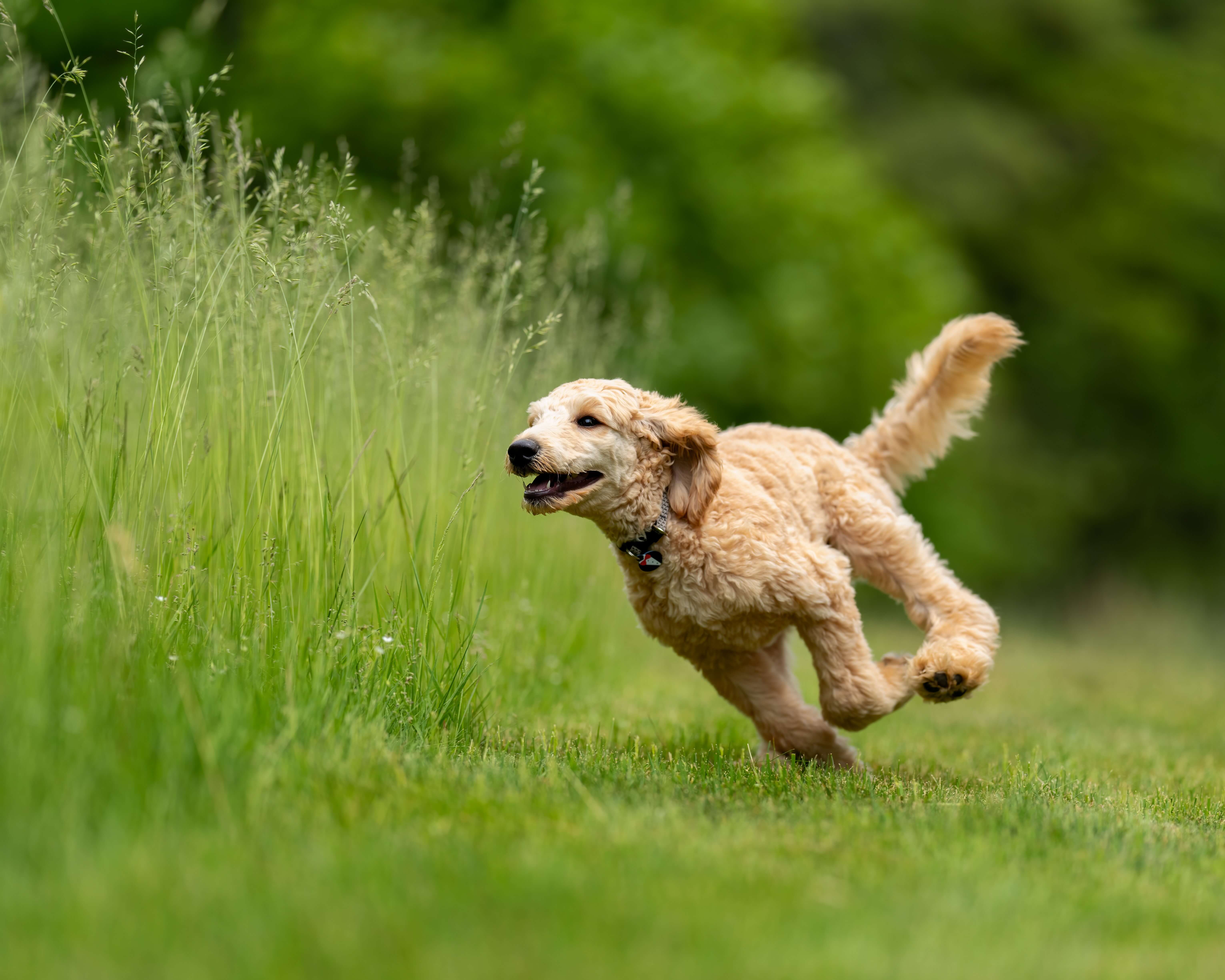 CarniMed-Blog_Energiebedarf_Hund CarniMed-Blog_Energiebedarf_Hund