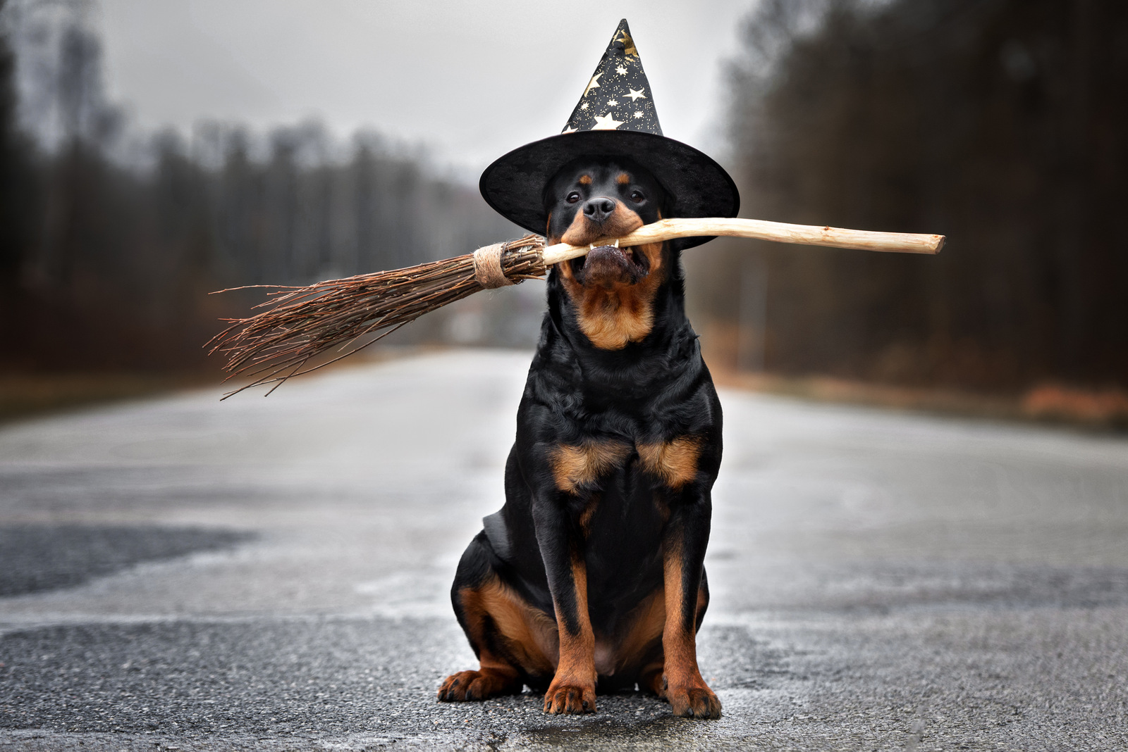 CarniMed_Blog_Die_Magische_Zahl_Neun CarniMed_Blog_Die_Magische_Zahl_Neun