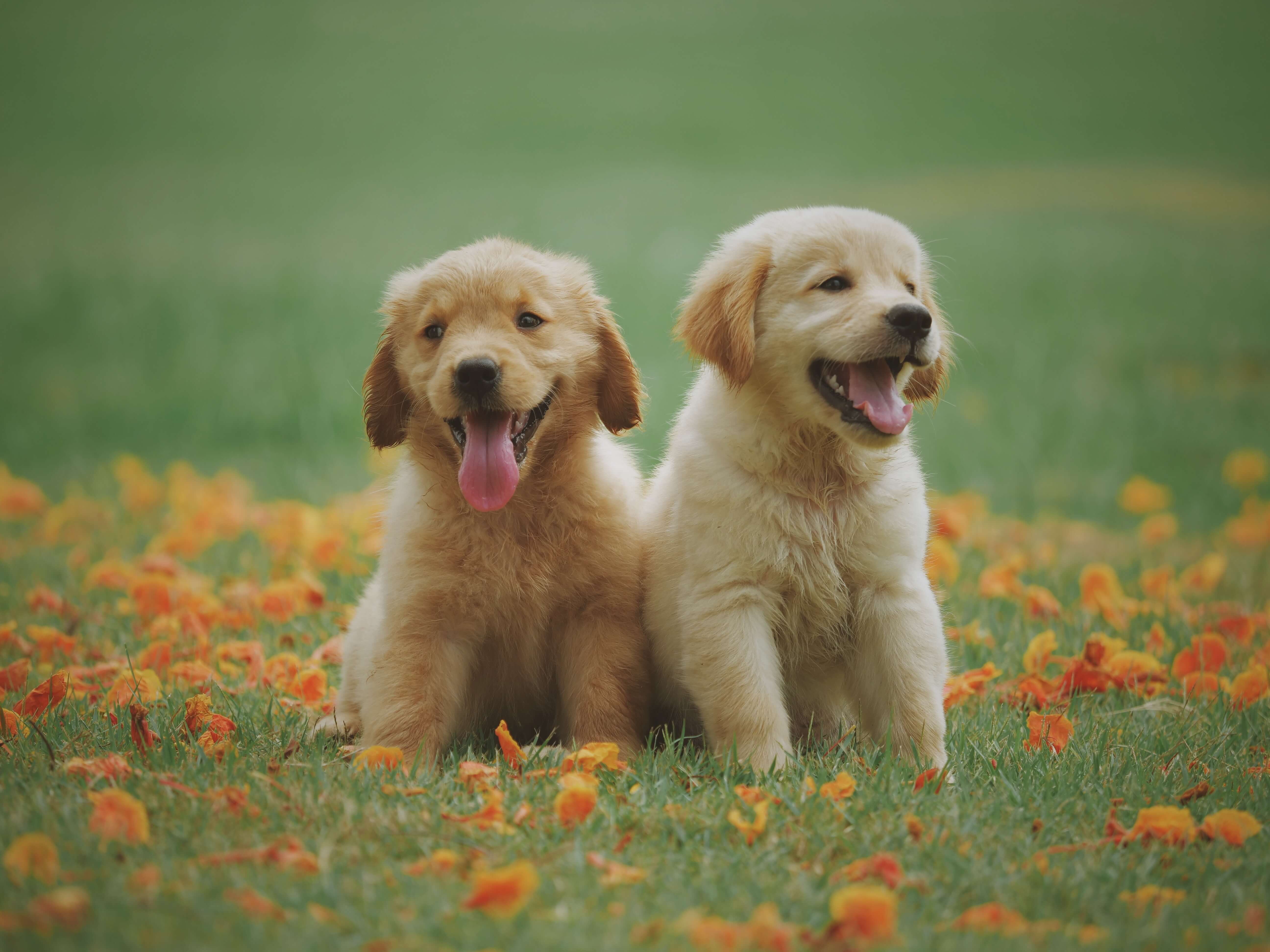 Ernahrung junger Hunde pexels-chevanon-photography-1108099 Komp