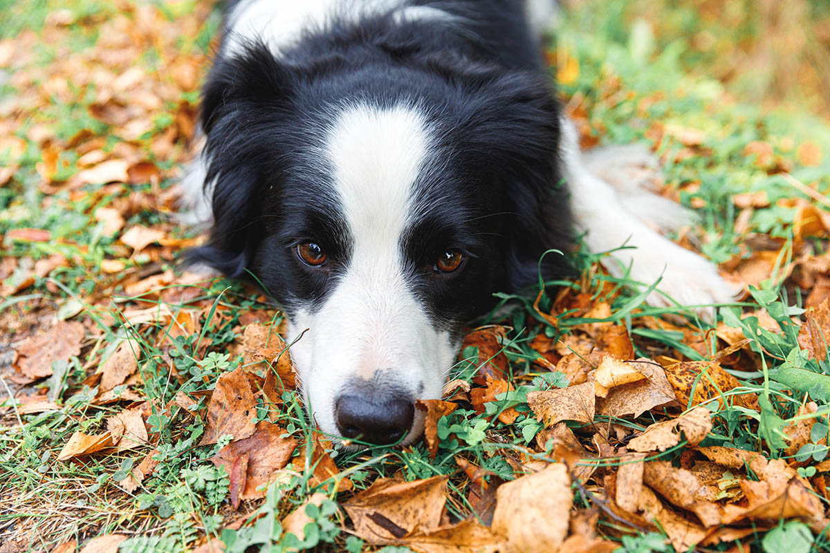 Hund in einer Herbstwiese
