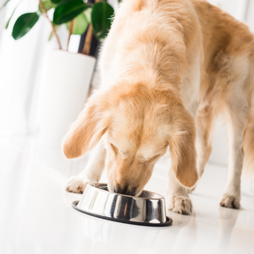 CarniMed_Blog_Mein_Hund_frisst_schlecht CarniMed_Blog_Mein_Hund_frisst_schlecht