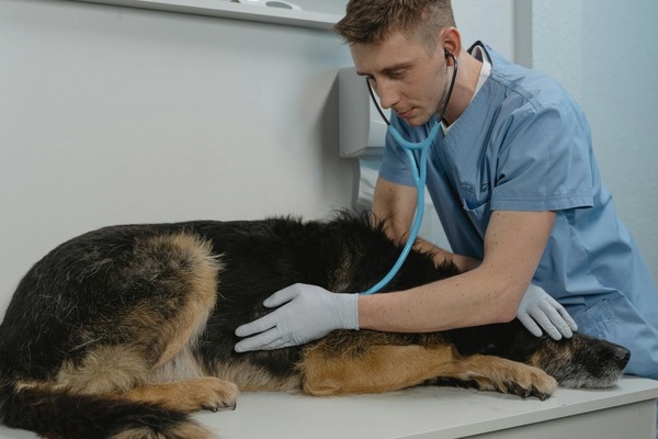 CarniMed_Blog_Hund_Harnsteine TeilII_OP CarniMed_Blog_Hund_Harnsteine TeilII_OP